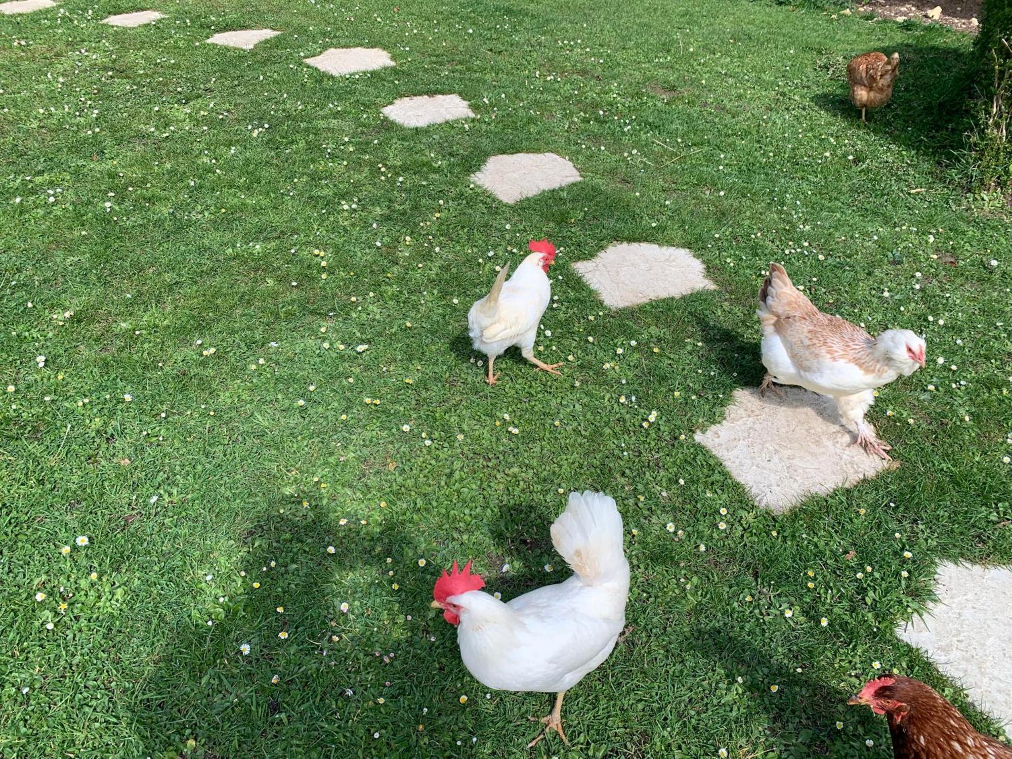 Gite "Le Refuge" Dans Un Domaine De 7Ha Au Calme Vimoutiers Εξωτερικό φωτογραφία